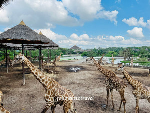 泰國泰國親子景點曼谷賽佛瑞野生動物園 Safari World