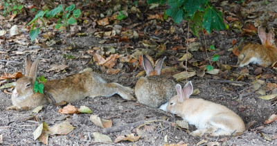 兔子控衝了！日本兔子島「大久野島」，數百隻兔子等著你、動物控一定要去的廣島景點。