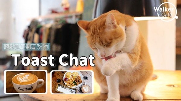 Toast Chat 和貓咪共度咖啡時光