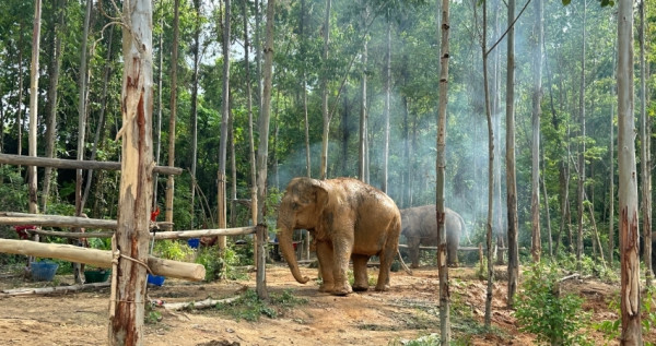 普吉島大象體驗營！泰國必遊行程「餵食大象、大象洗澡」感受最溫柔的動物，收入百分之七十捐給泰國大象公會。