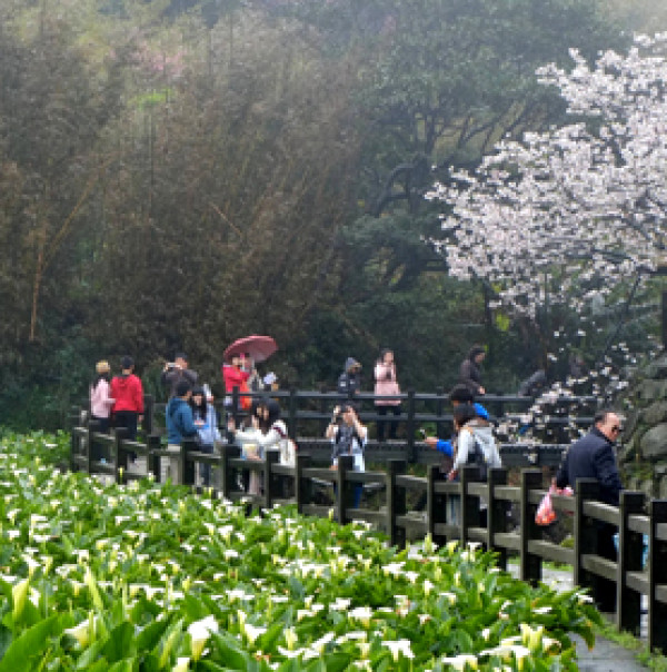 不輸吉野櫻！2015竹子湖海芋季正式登場，遊客彷彿置身夢遊仙境！
