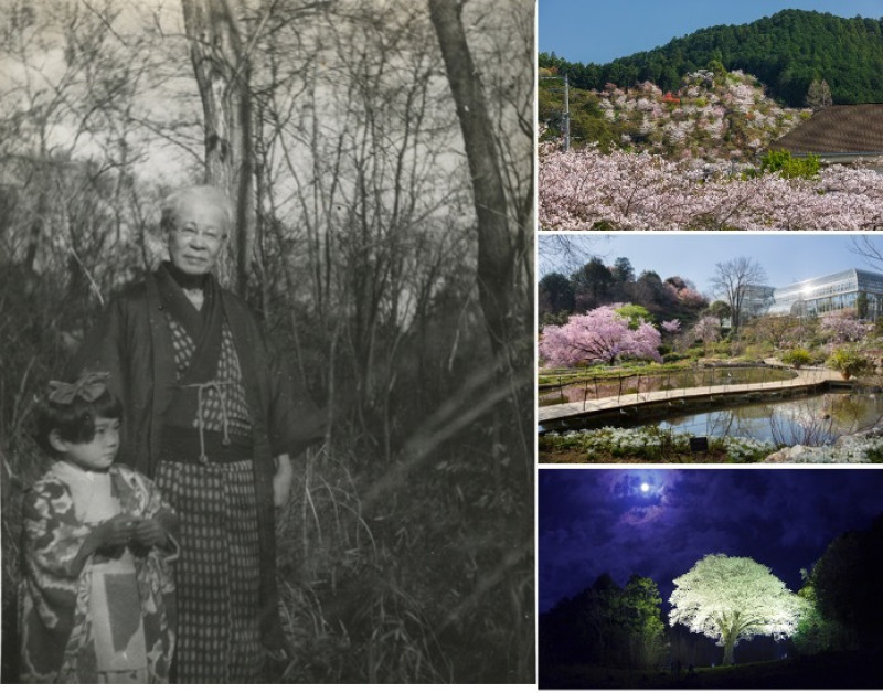 走訪日本植物學之父「牧野富太郎」淵源地 高知縣櫻花景點3選