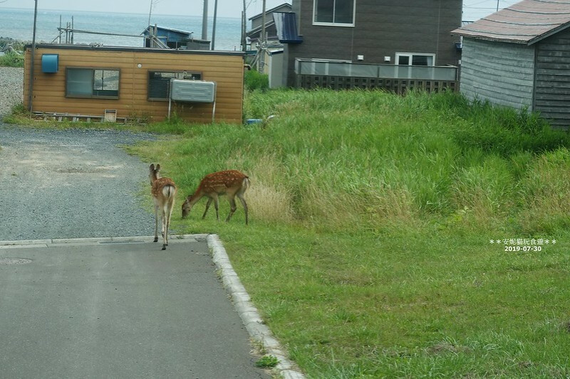 日本【2019北海道。露營車夏令營】鹿飛出是真的｜巧遇鹿群．稚內