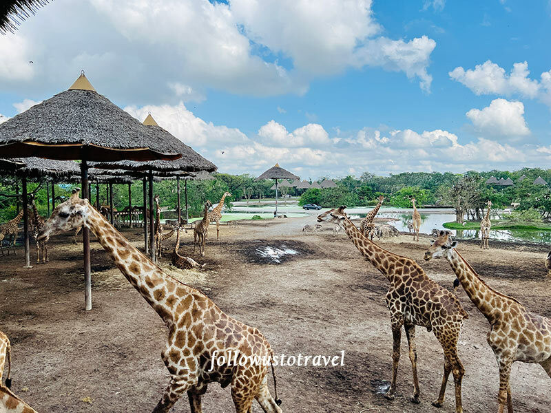 泰國親子景點曼谷賽佛瑞野生動物園 Safari World