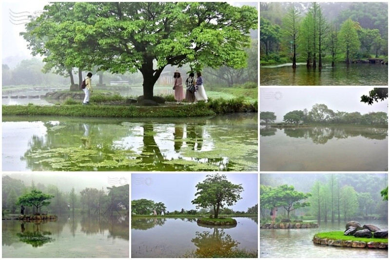 新北最甜心水池：【三芝田心子】，飄渺夢幻雨中仙景