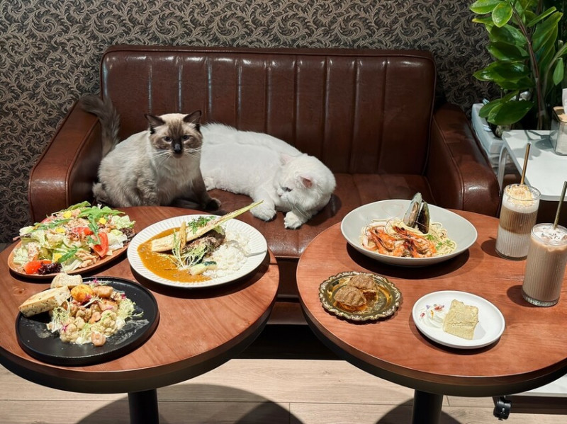【萬華美食推薦】貓之伊甸 Cat In Eden：可愛貓咪陪吃的創意料理餐廳還有手工甜點、聚餐約會好去處︱龍山寺站交通、菜單、評價